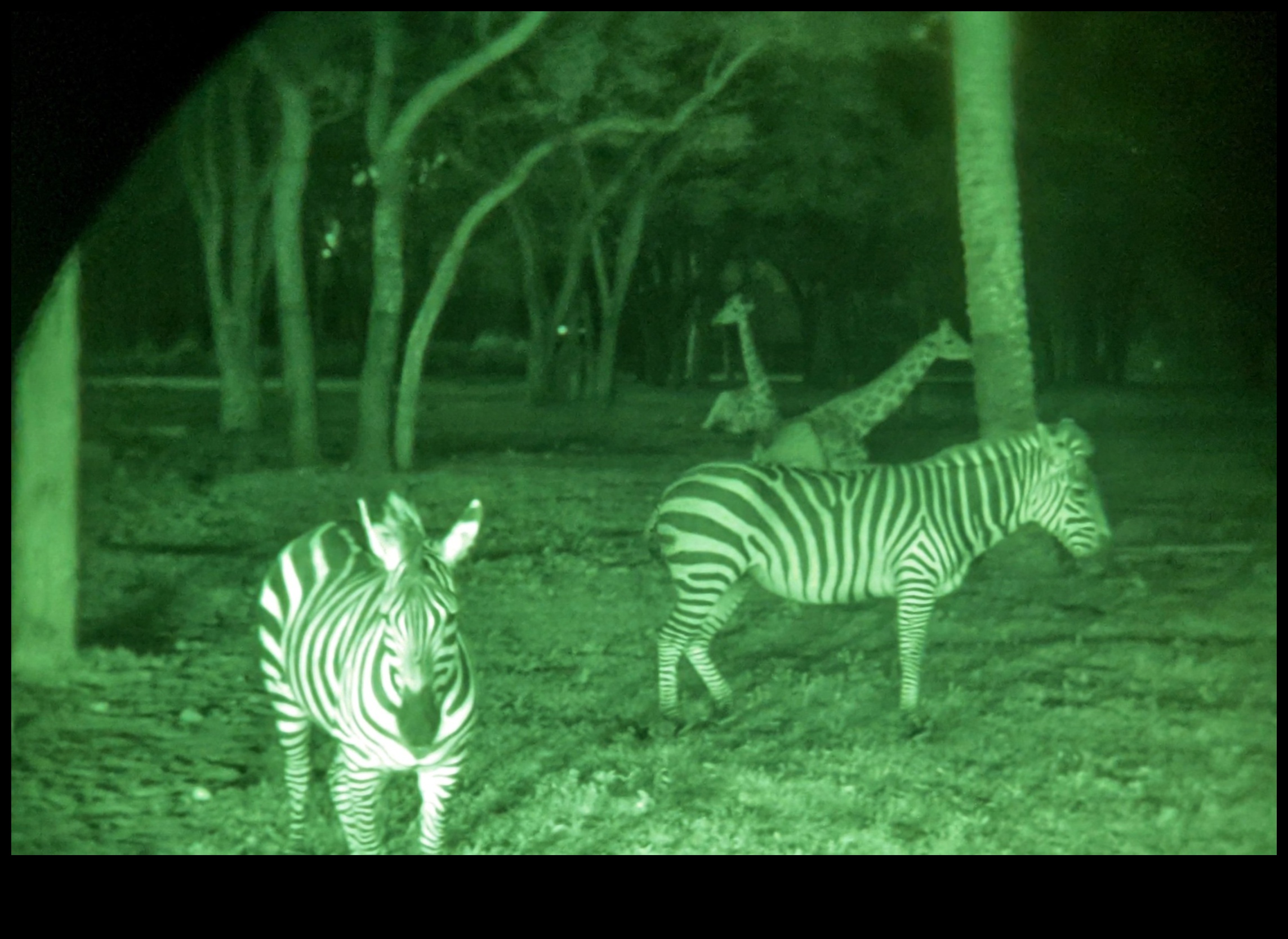 سفاري مضاء بالنجوم: رحلة استكشافية إلى برية النجوم المذهلة 5 سفاري مضاء بالنجوم: رحلة استكشافية إلى برية النجوم المذهلة