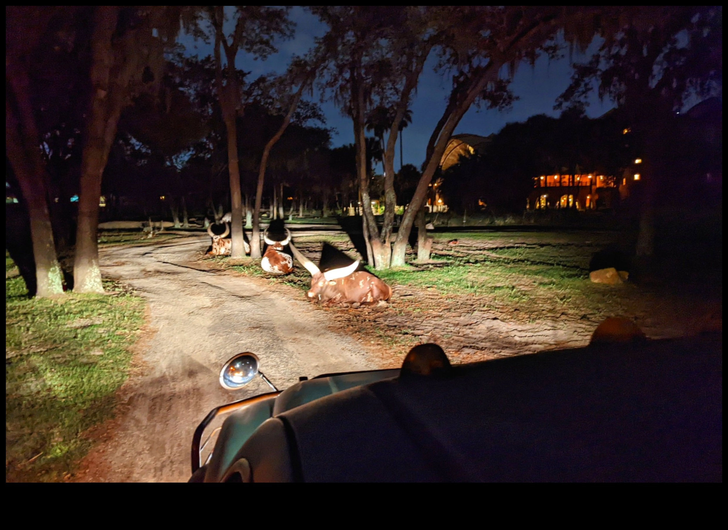 سفاري مضاء بالنجوم: رحلة استكشافية إلى برية النجوم المذهلة 3 سفاري مضاء بالنجوم: رحلة استكشافية إلى برية النجوم المذهلة