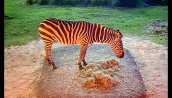 سفاري مضاء بالنجوم: رحلة استكشافية إلى برية النجوم المذهلة